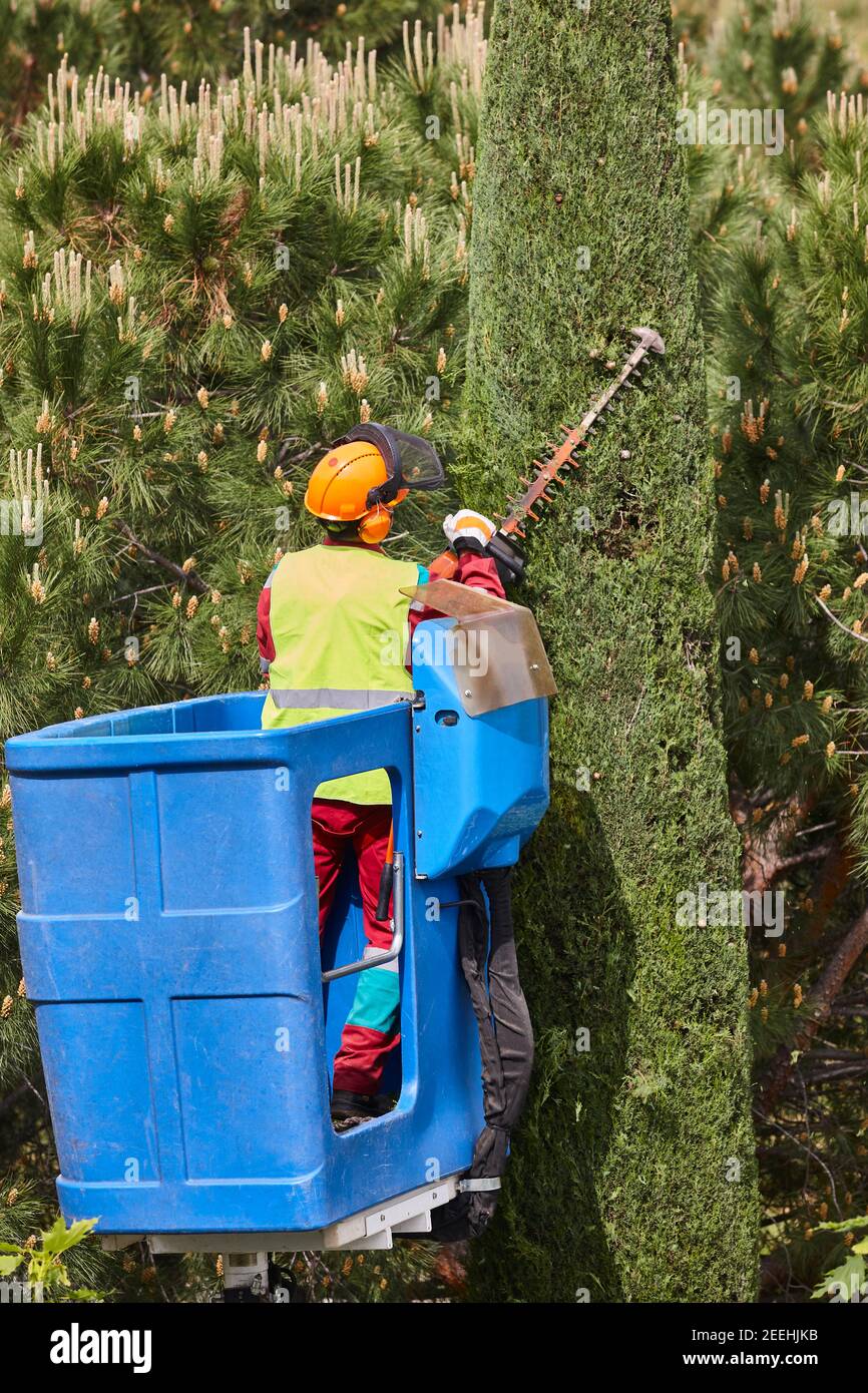 Gardener pruning a cypress tree with a chainsaw and a crane Stock Photo