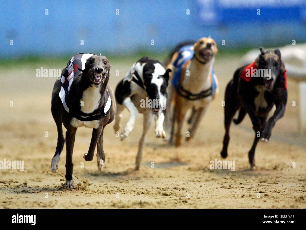 Greyhound Derby High Resolution Stock Photography And Images Alamy