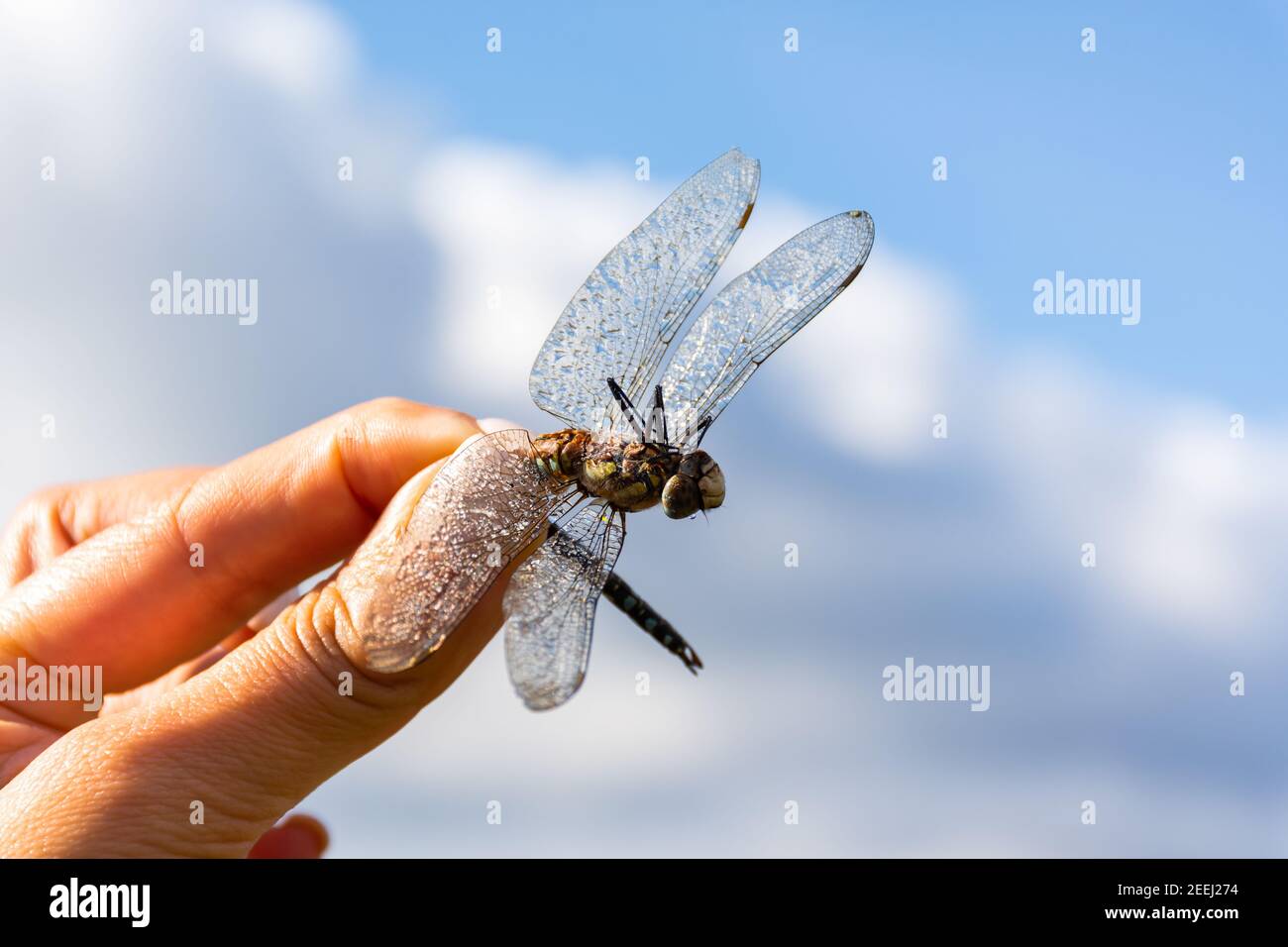 Dragonfly in the hands of a young girl close-up against the blue sky.The wings are covered in dewdrops.A small, fragile insect in the early morning.Th Stock Photo