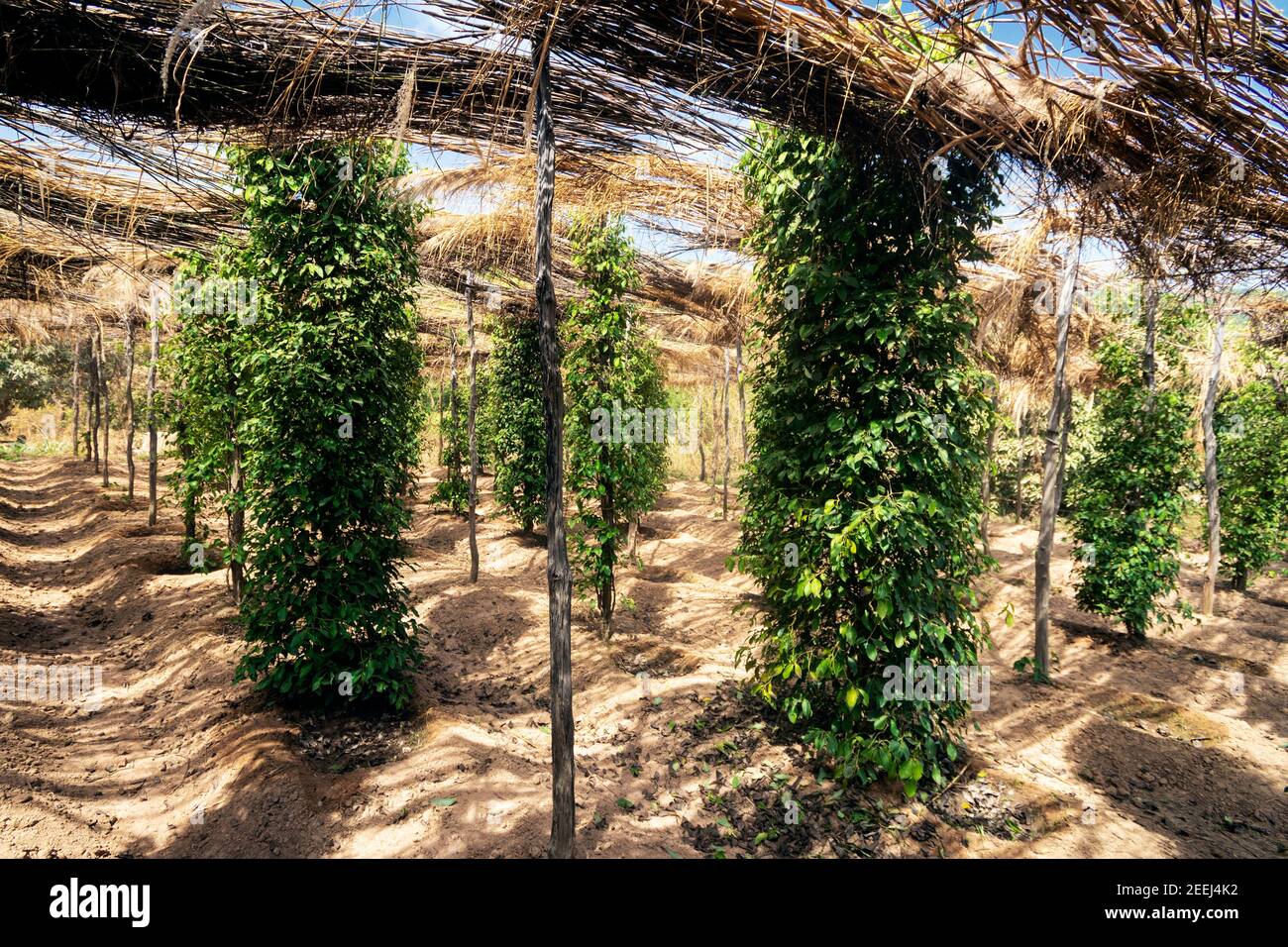 peppercorn vines growing in organic pepper farm in kampot province