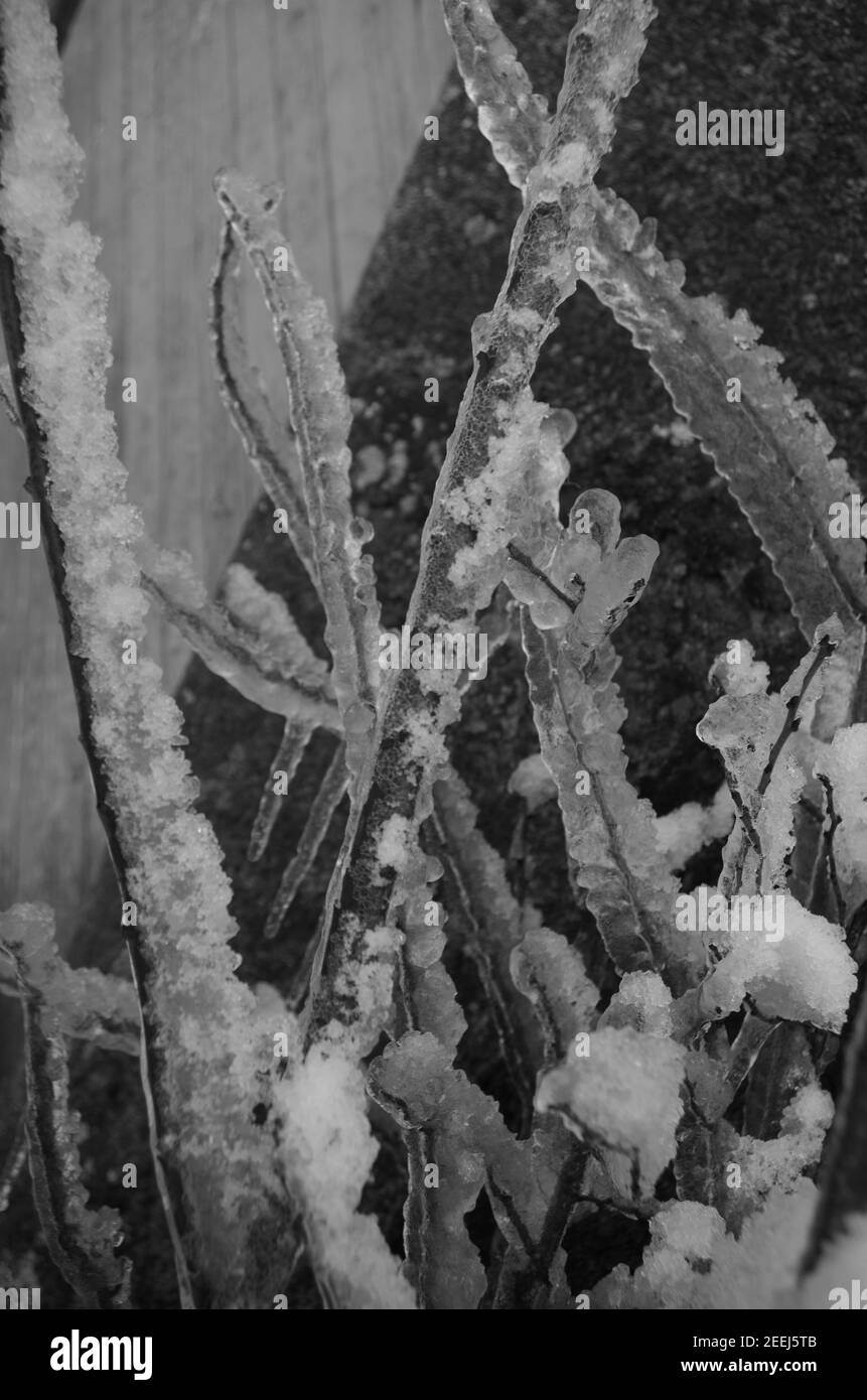Heart snow : images of winter (con una 'mirada distinta ' a la nieve posada en objetos y los rastros y huellas, y diferentes  formaciones de hielo ) Stock Photo