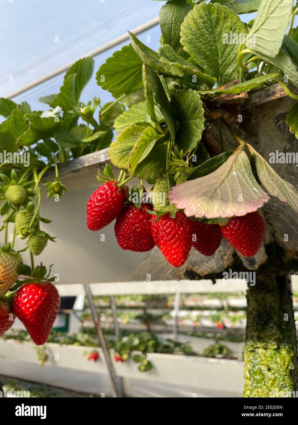Fresh organic ripe strawberries growing on strawberry farm in ...