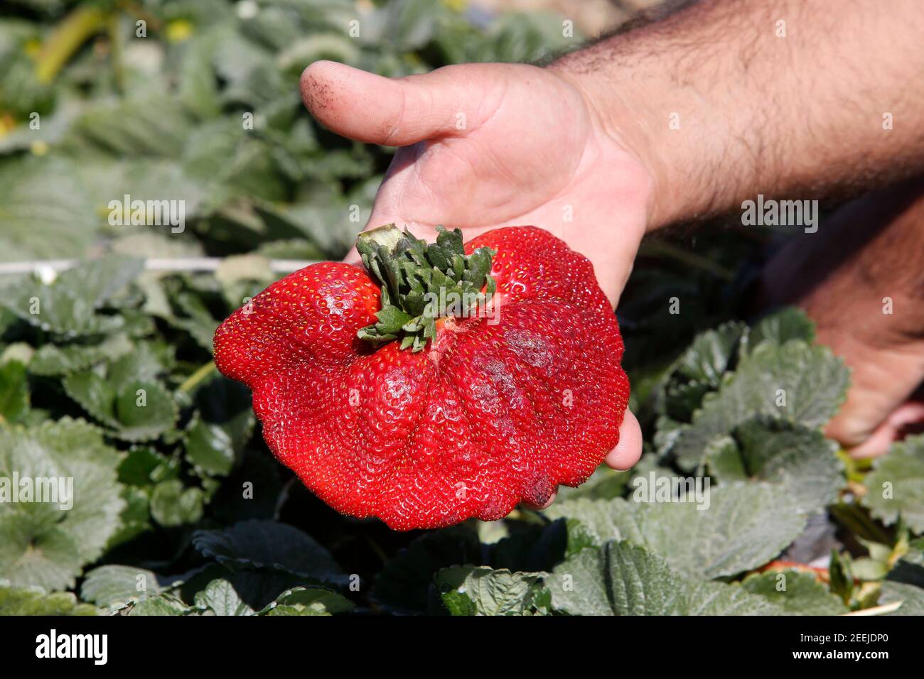 Netanya 15th Feb 21 Israeli Agriculturist Tzachi Ariel Shows A Strawberry Which Weighs 290 Grams And Has Been Nominated For Guinness World Records In The Kadima Village Near Central Israeli City Of