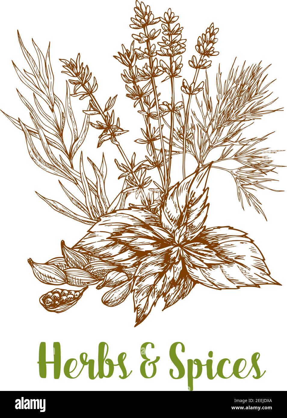 Culinary and medicinal herb Stock Vector Images Alamy