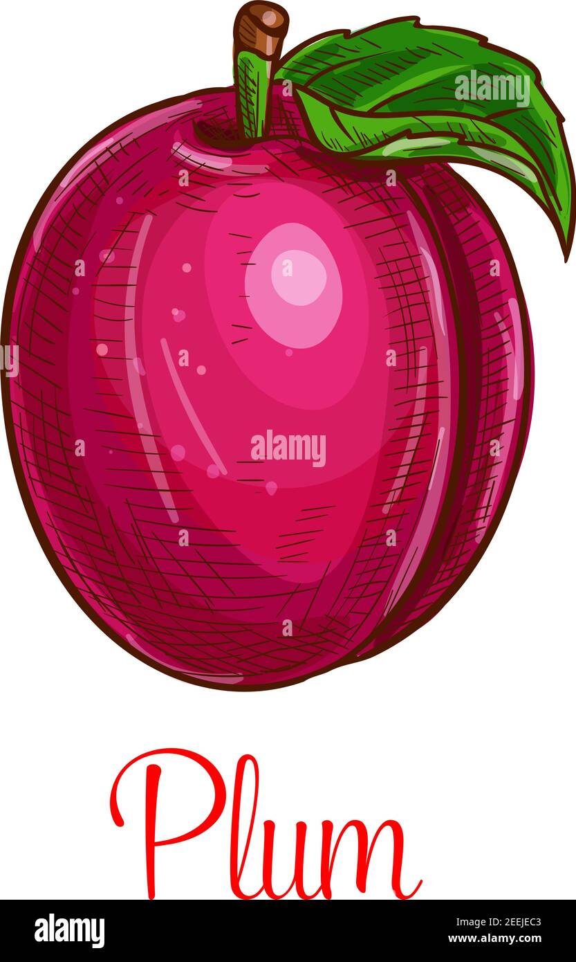 Plum fruit sketch. Vector isolated icon of fresh prune species with