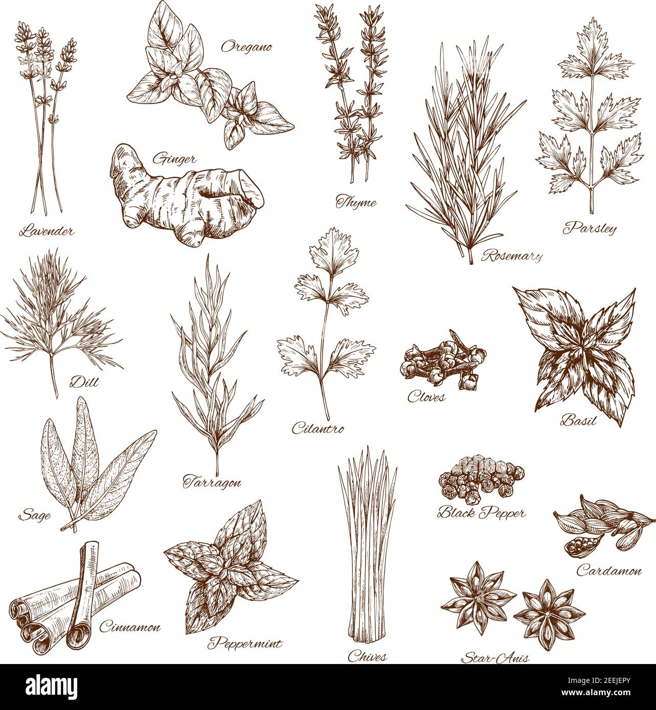 Herbs or spices sketches of lavender and oregano, thyme or rosemary and parsley. Vector seasonings dill or tarragon and cilantro. Flavoring basil or s Stock Vector