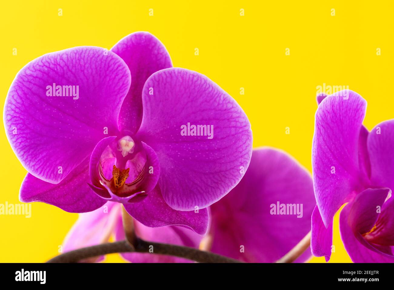 Purple orchid flowers on bright yellow background Stock Photo