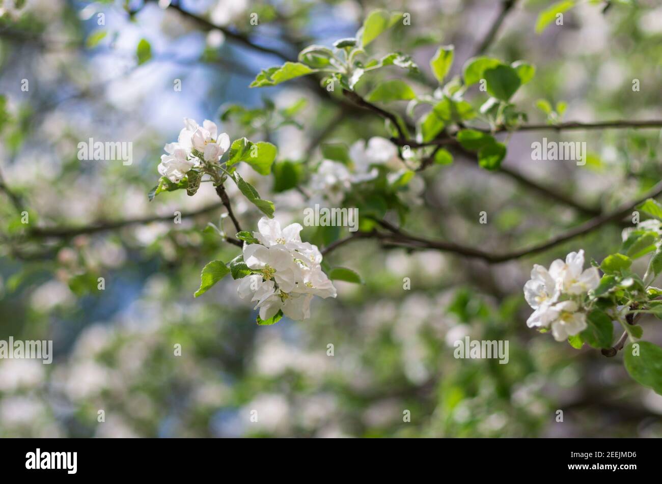 White apple blossoms on a green branch in spring closeup Stock Photo