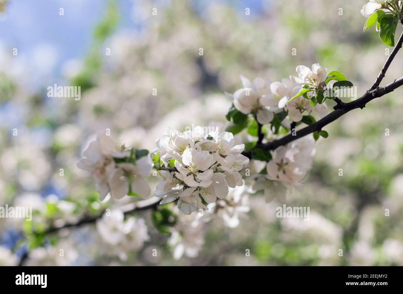 On a sunny spring day white flowers apple tree with beautiful bokeh Stock Photo