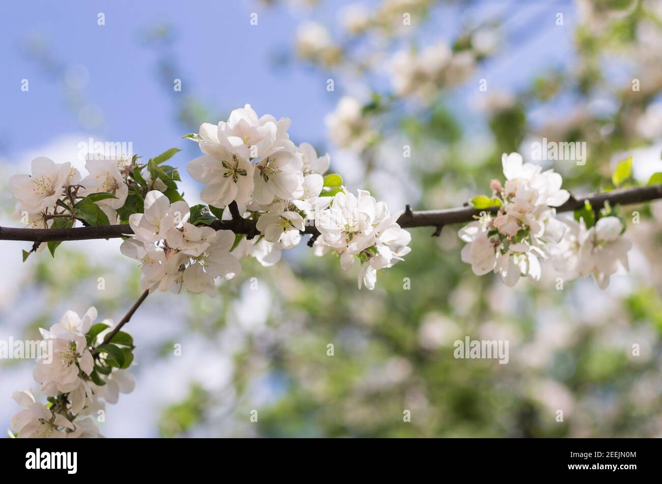 White flowers on the apple tree during the flowering period with beautiful bokeh Stock Photo