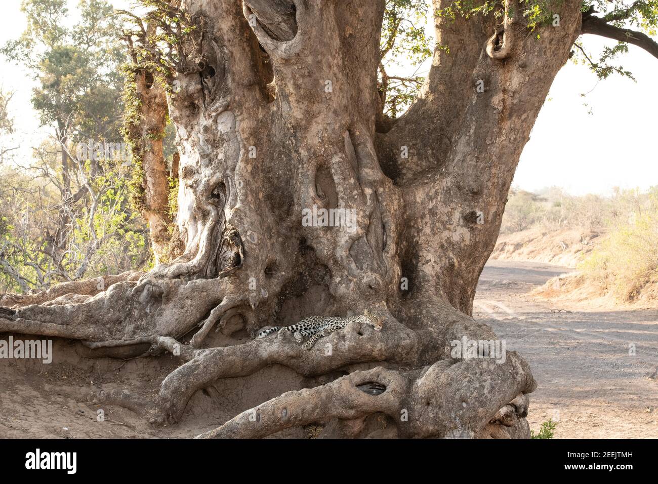 Mashatu tree dwarfs the leopard sleeping on the huge roots Stock Photo ...