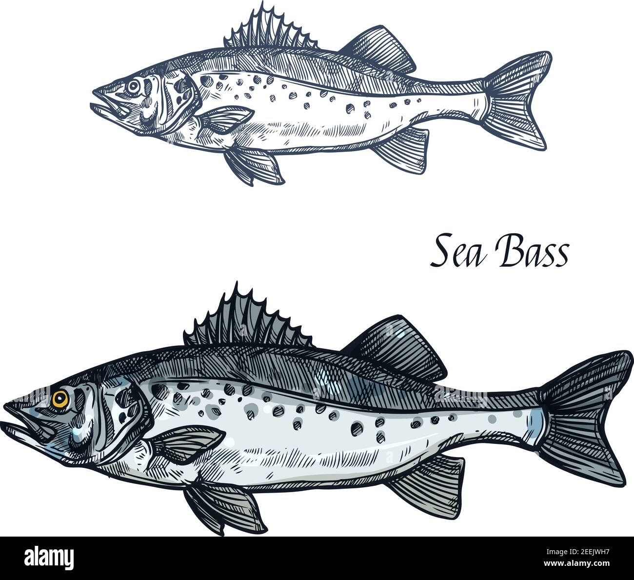 Sea bass fish sketch of marine animal with sharp fin and gray scales