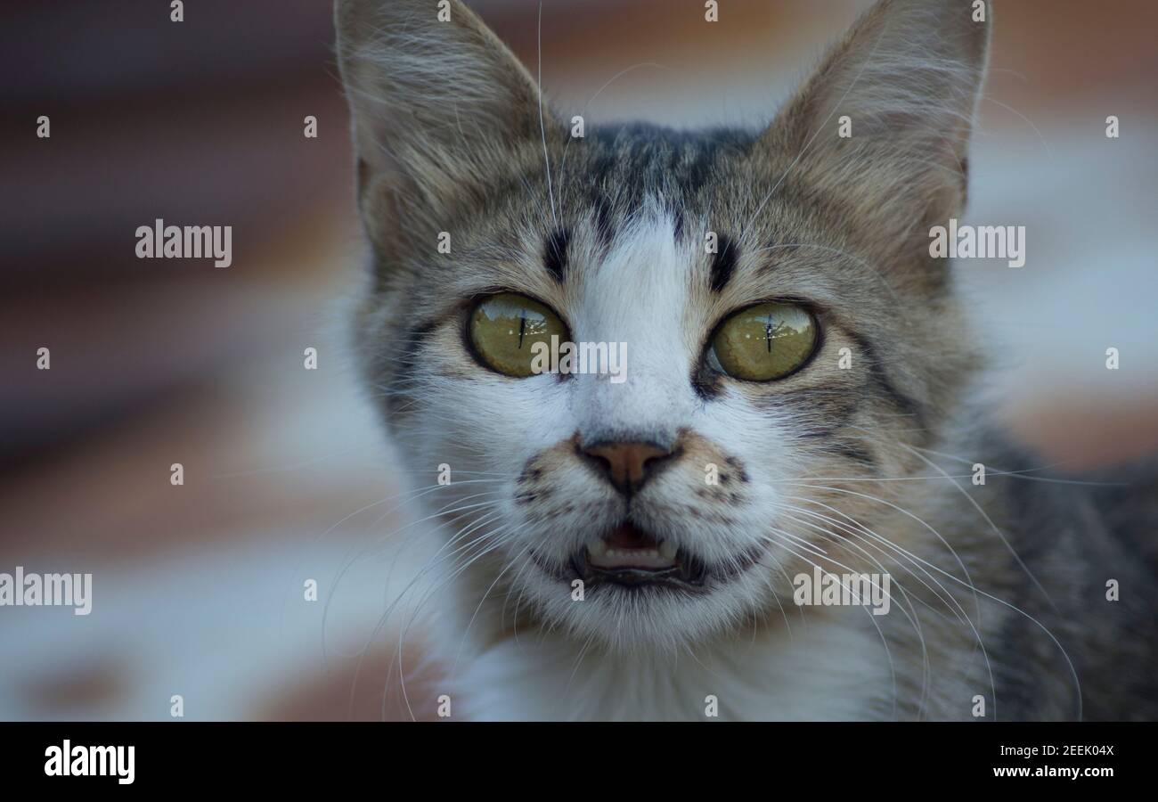 Portrait of cat brown mackerel tabby color, close up. Shallow depth of