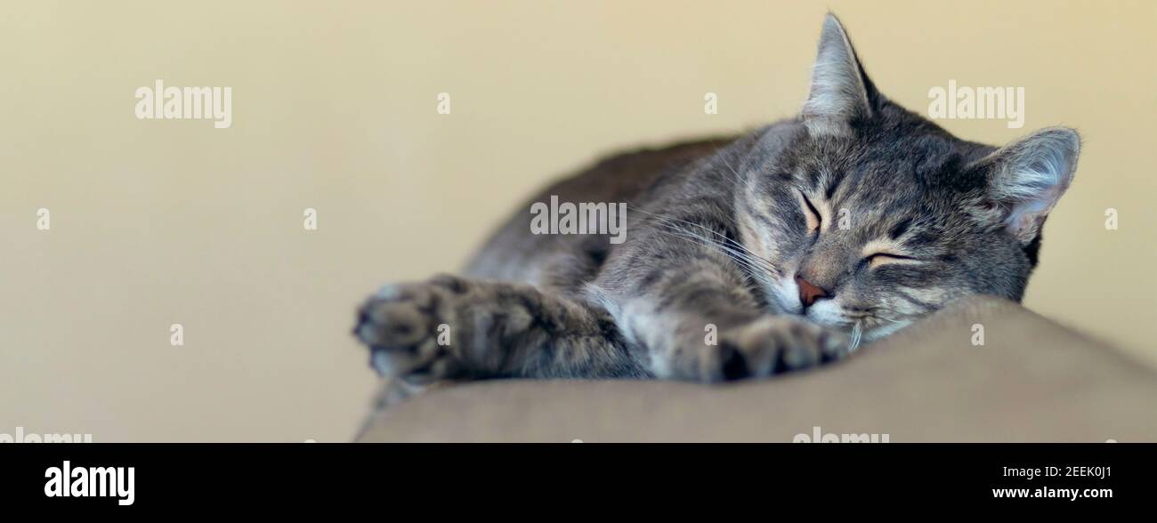 Gray cat sleeping hi-res stock photography and images - Alamy