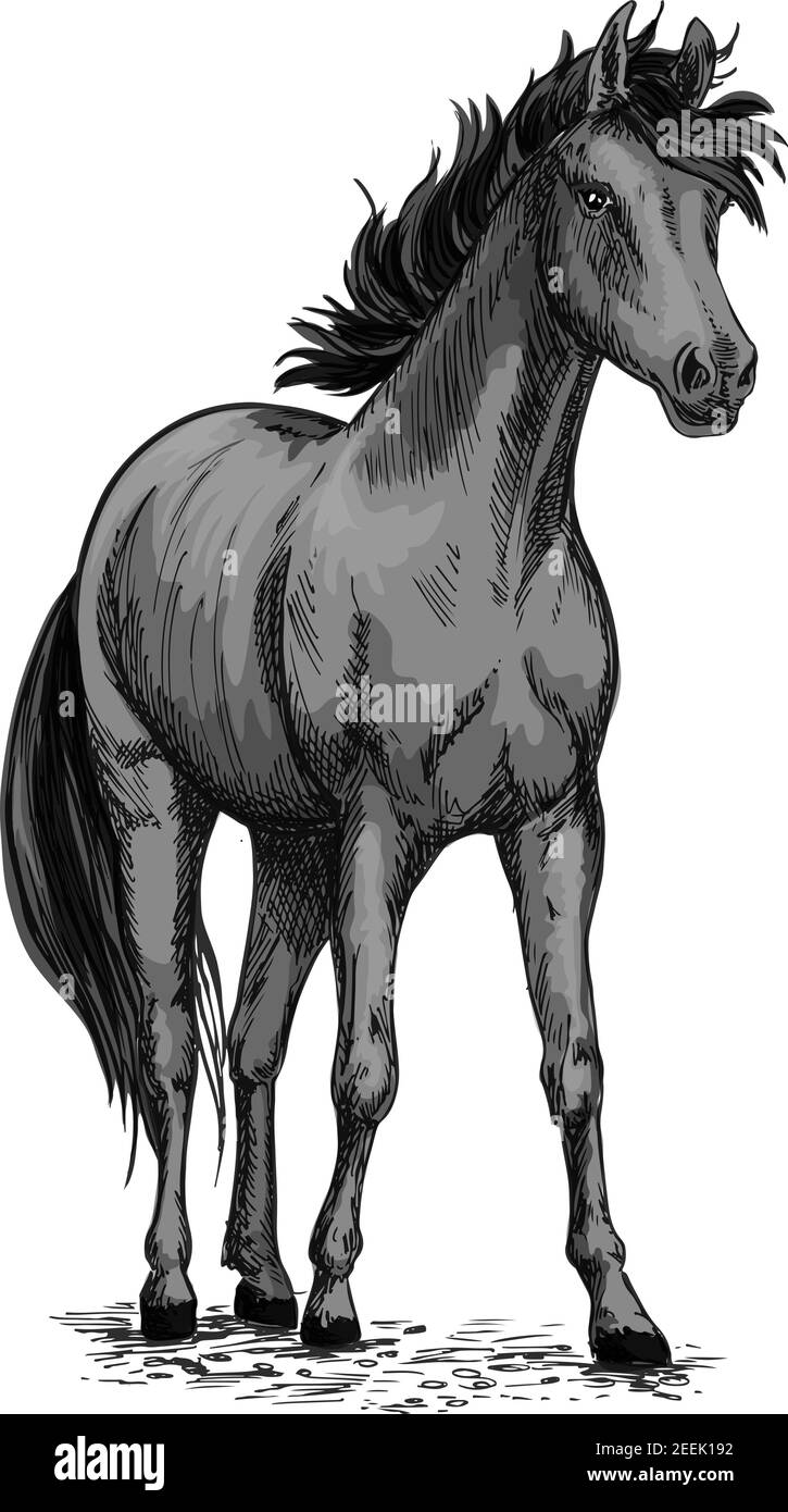 Horse or wild racehorse mustang. Black trotter or racer stallion vector sketch symbol for equine sport races or rides and equestrian racing contest or Stock Vector
