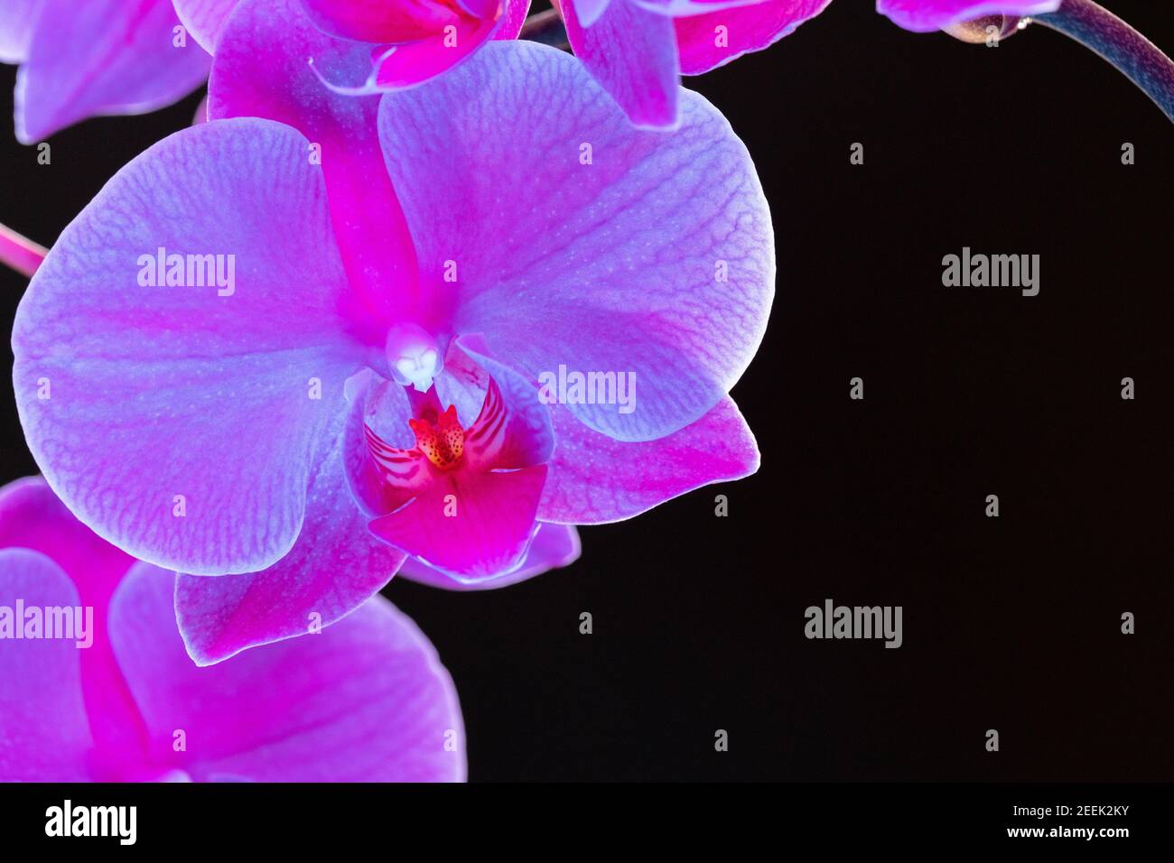 Branch Of Orchid Flowers On Dark Background In Neon Light Stock