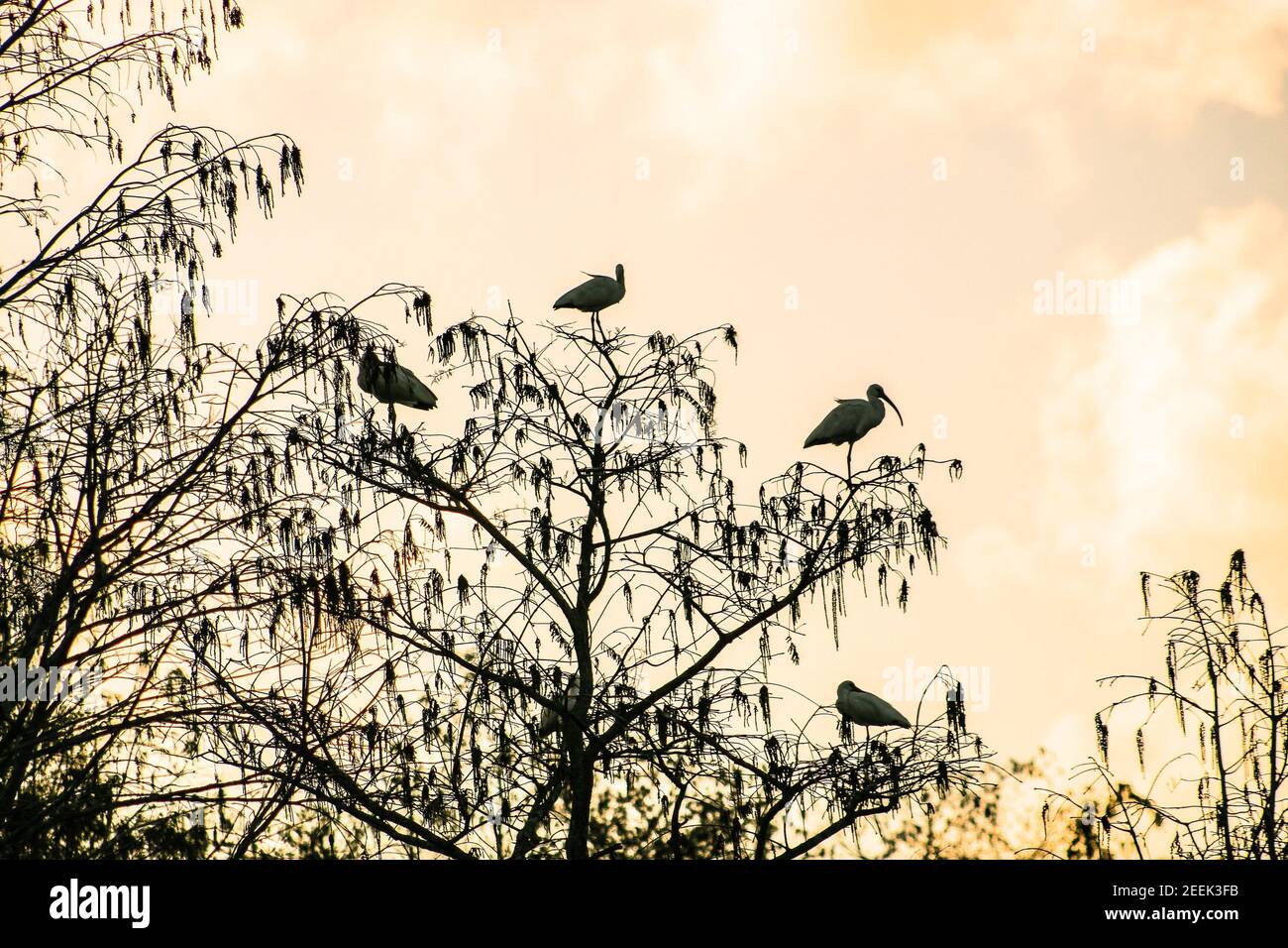 flock of birds in a tree at sunset Stock Photo Alamy