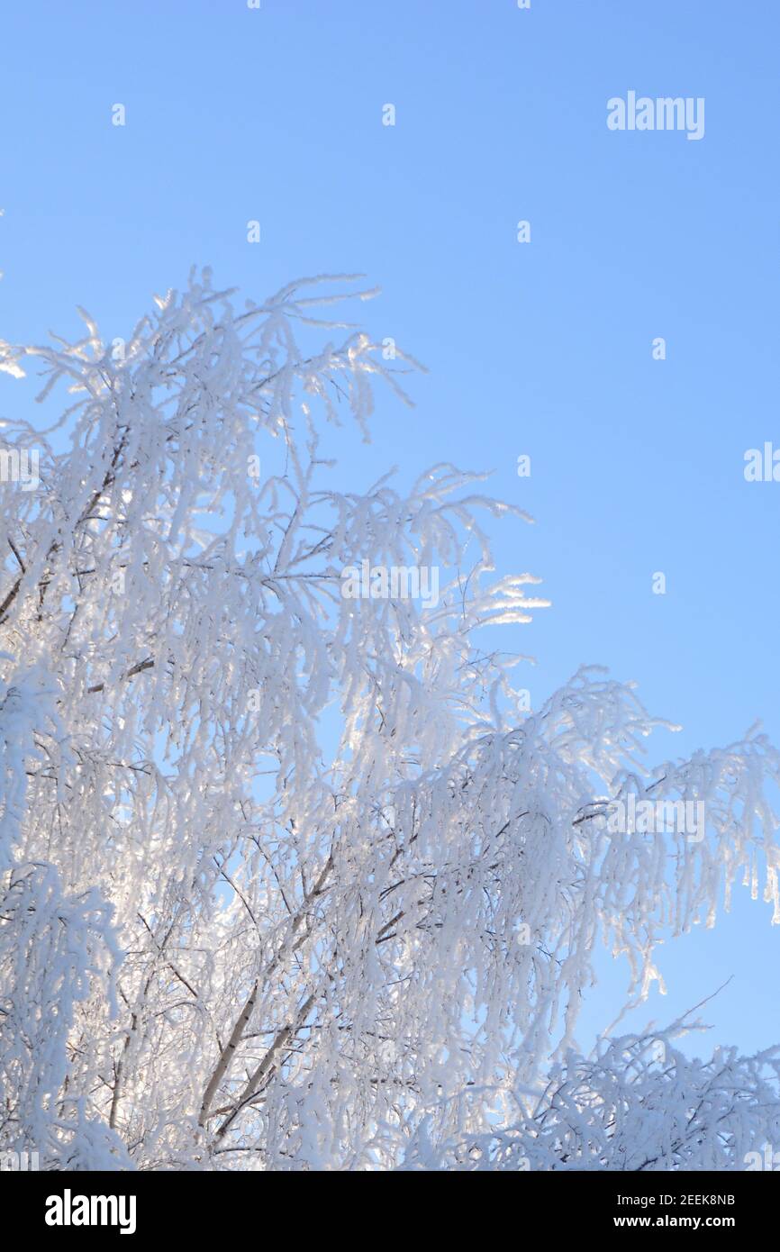 Frosted tree branches hi-res stock photography and images - Alamy