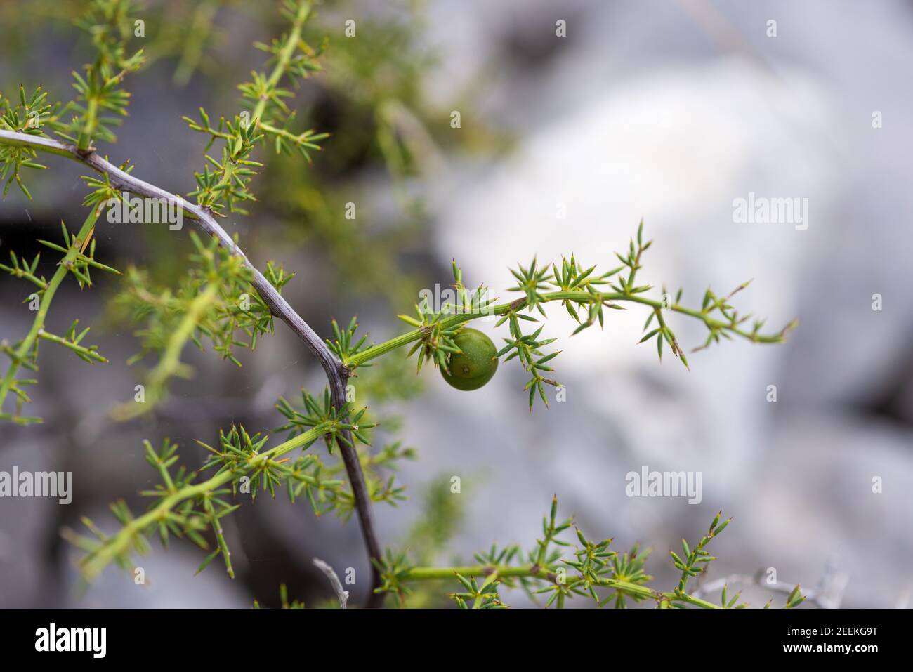 Fruits of the Asparagus acutifolius, common name wild asparagus Stock Photo