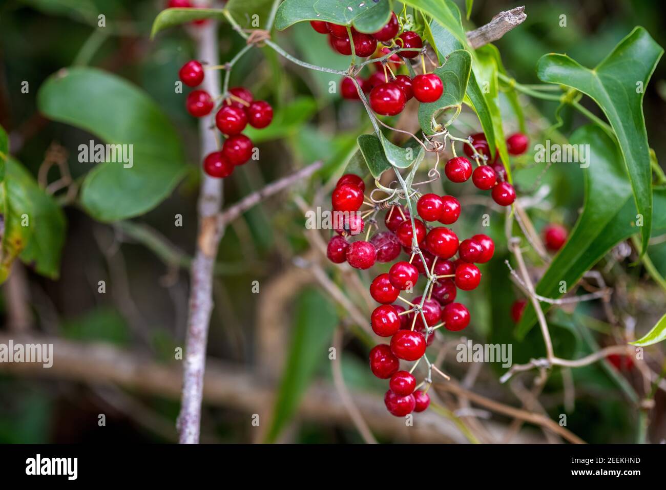 Fruits of the Smilax aspera, with common names common smilax Stock Photo