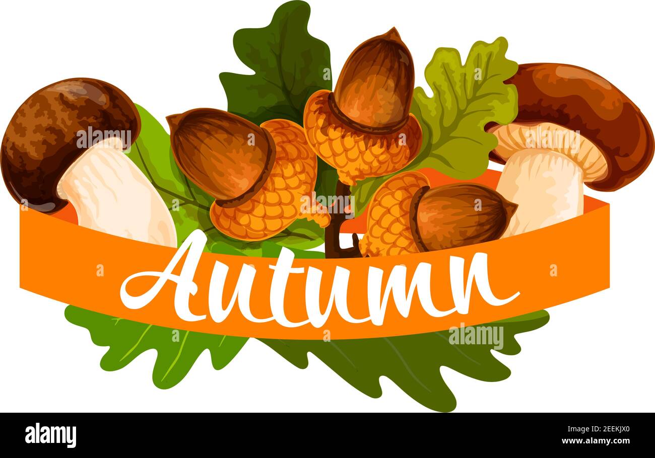 Autumn poster of oak acorn and forest mushroom harvest. Vector design ...