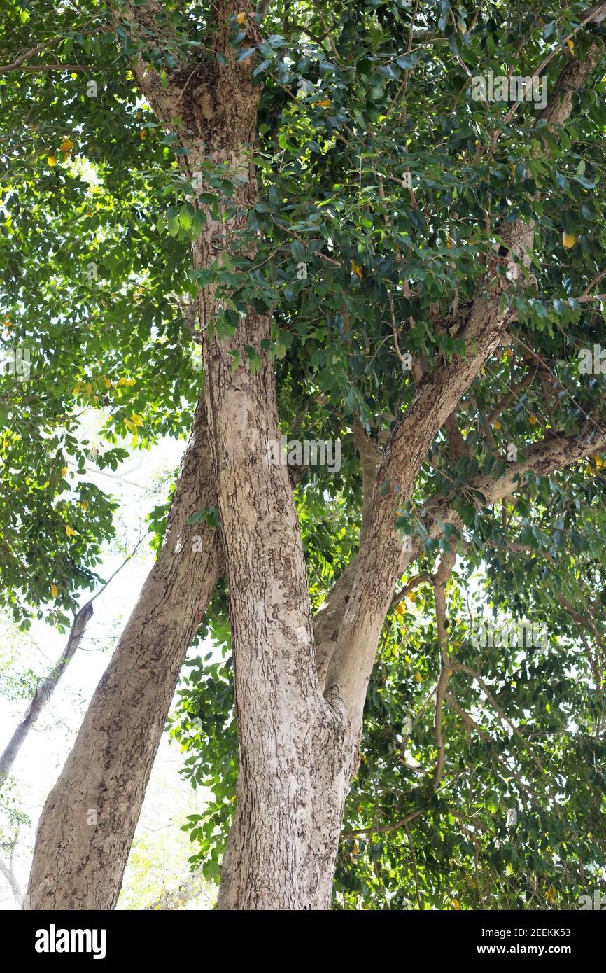 Syzygium cumini - java plum tree Stock Photo - Alamy