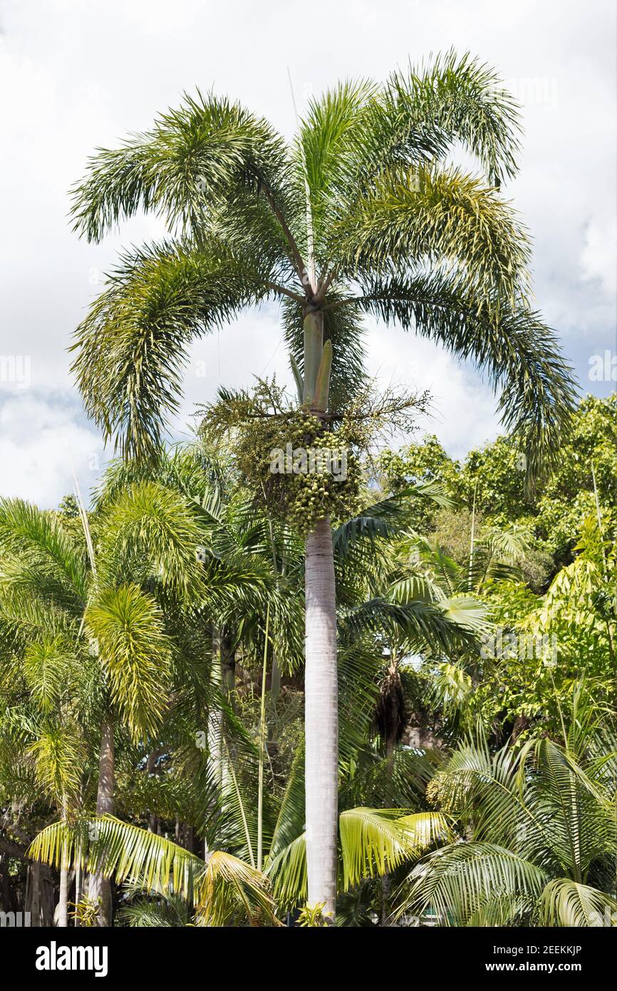 Wodyetia bifurcata foxtail palm Stock Photo Alamy