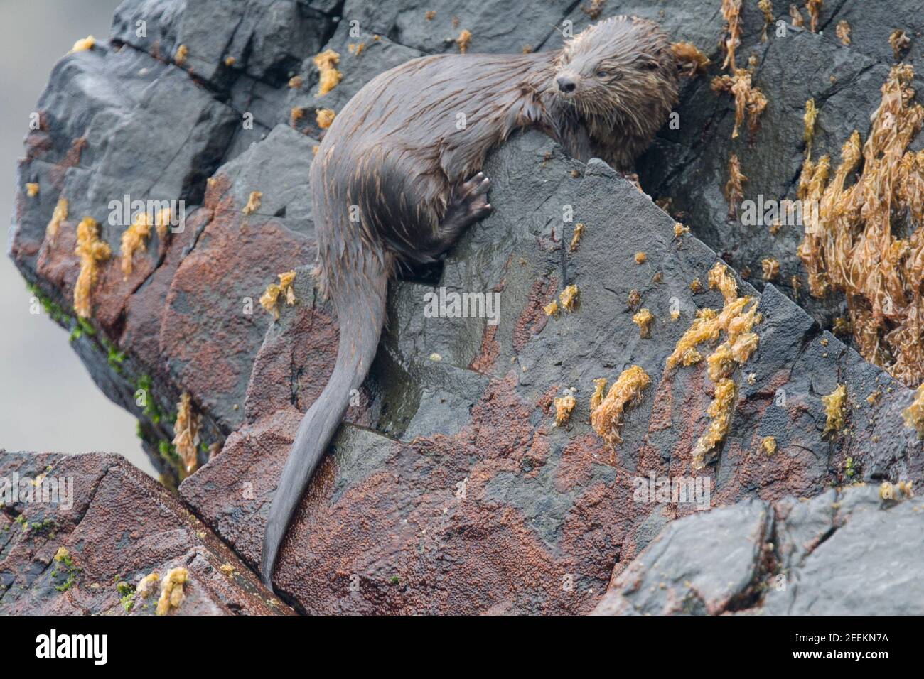 Marine Otter Stock Photo