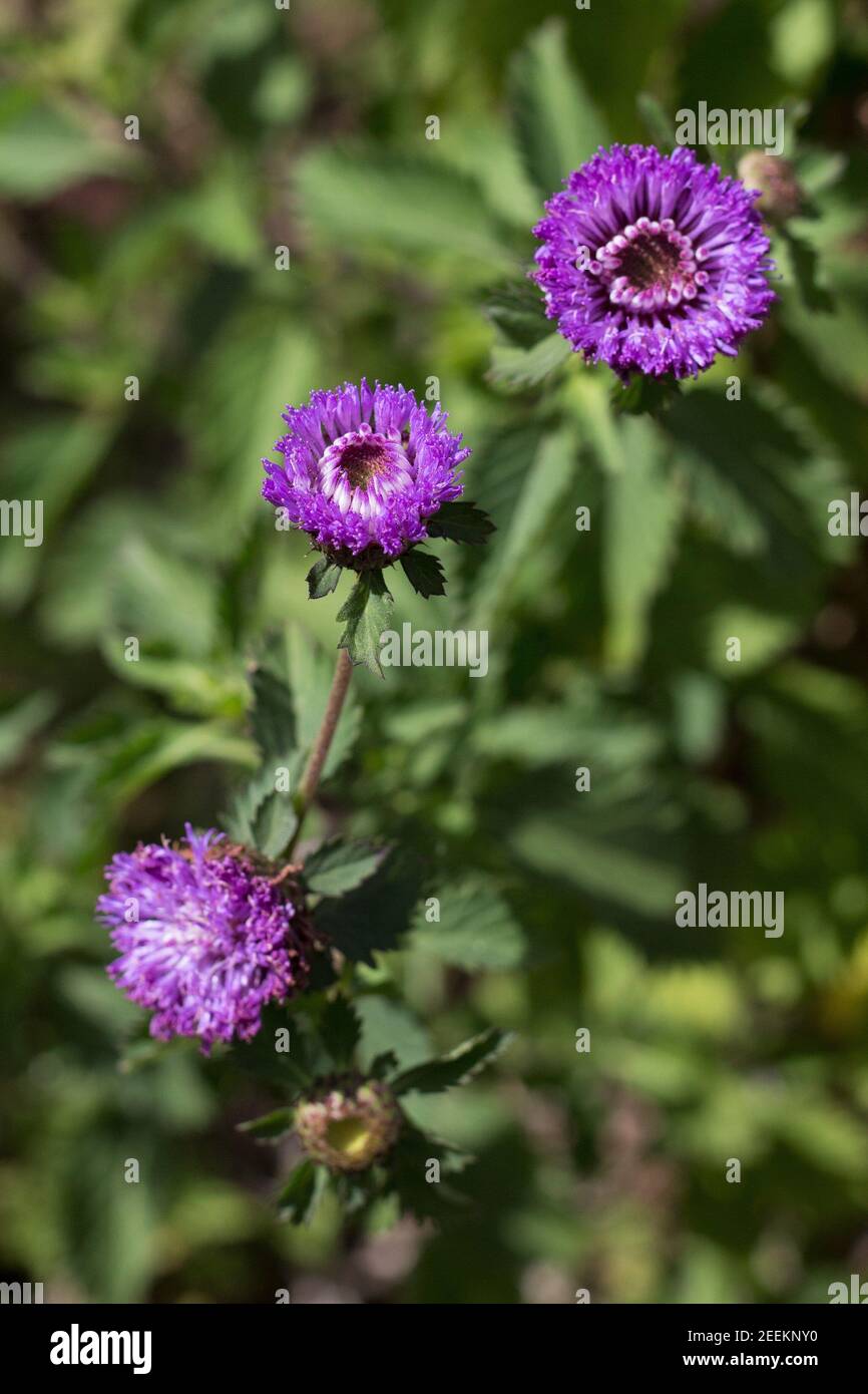 Centratherum punctatum - Brazilian bachelor's button flowers. Stock Photo