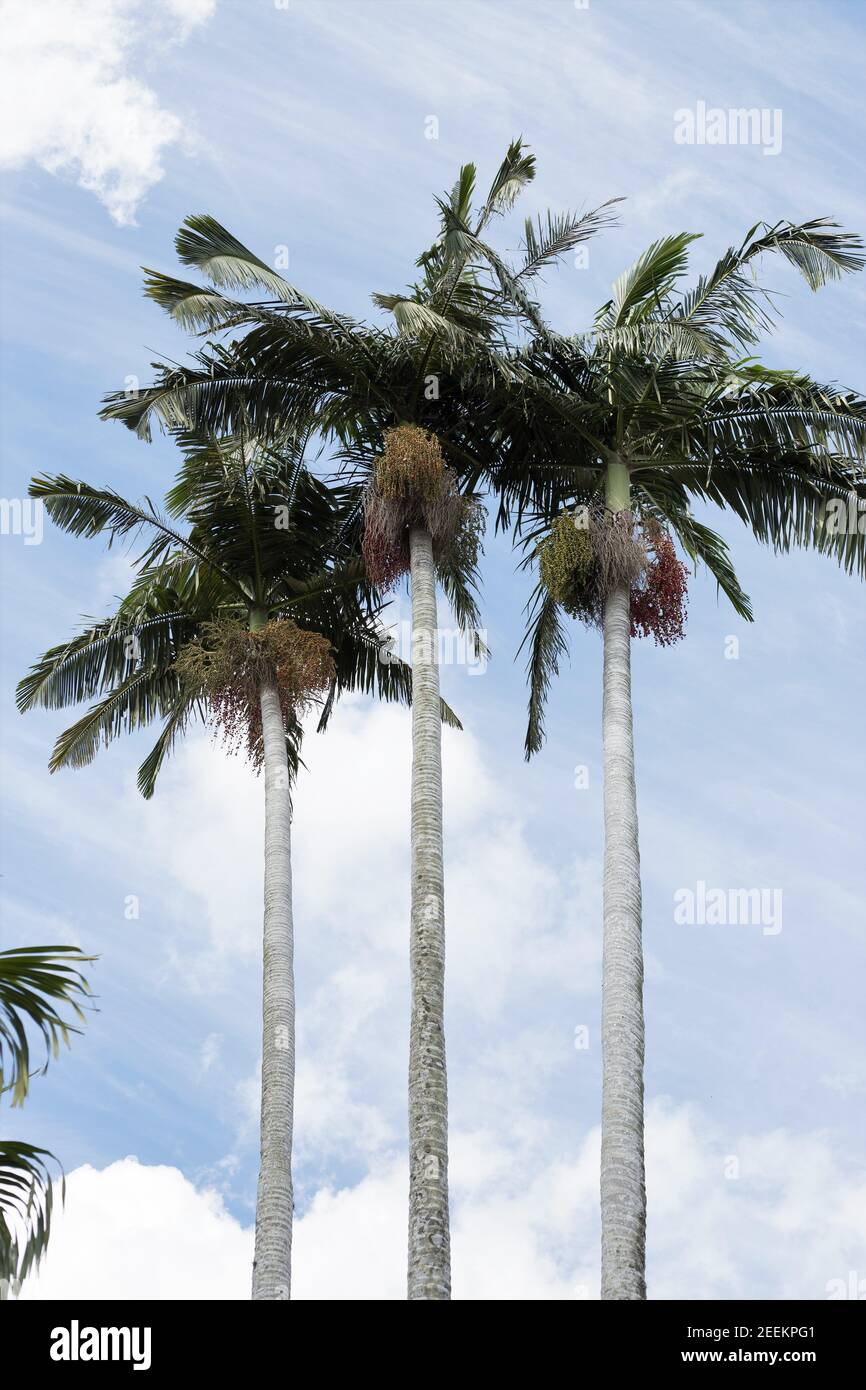 Alexander Palm High Resolution Stock Photography And Images Alamy