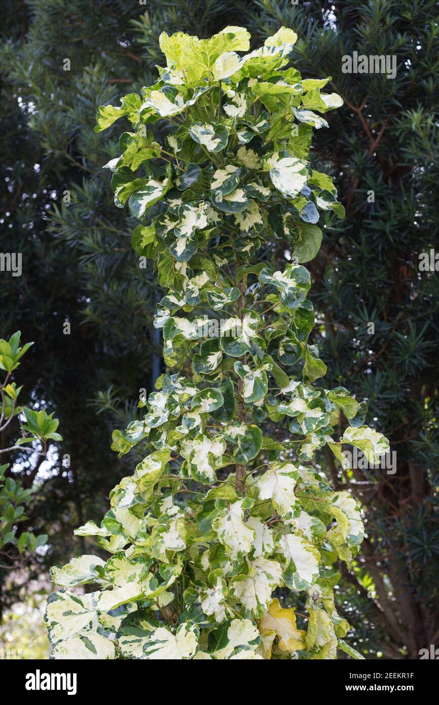 Aralia Balfouriana variegated. Stock Photo