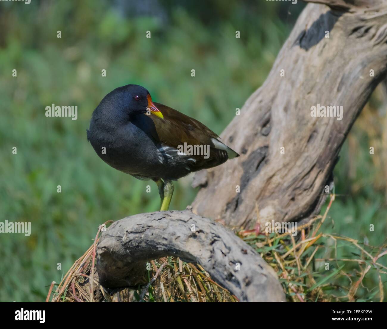Moorhens or marsh hens sitting on a tree branch Stock Photo