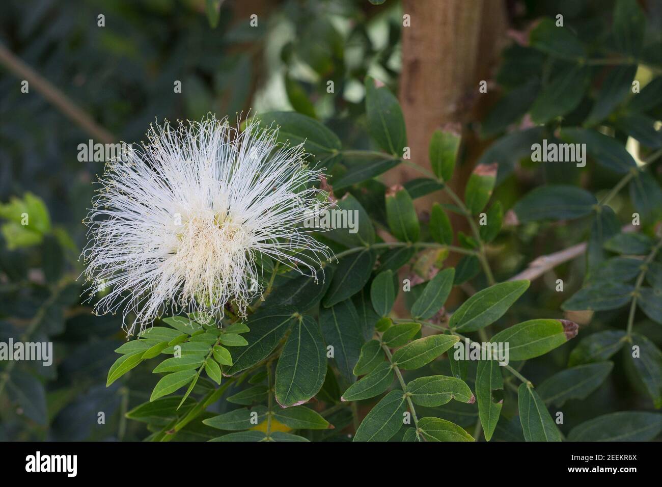 Calliandra haematocephylla alba white powder puff tree Stock Photo