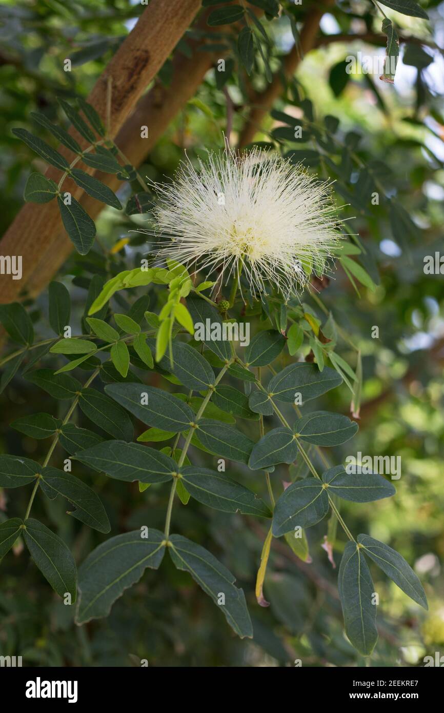 Powder puff tree hires stock photography and images Alamy