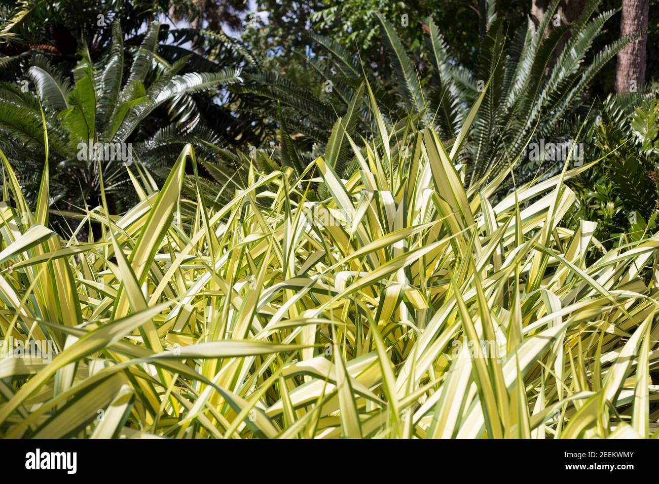 Pandanus baptistii variegata. Stock Photo