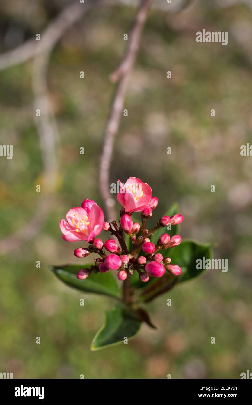 Jatropha integerrima 'rosea' - pink princess. Stock Photo
