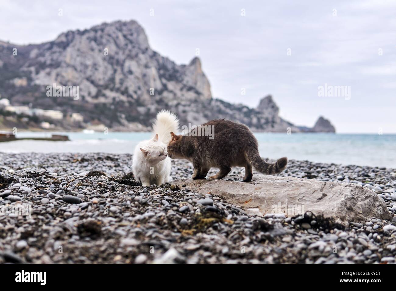 two cats meet and get to know each other on a pebble sea beach Stock Photo Alamy