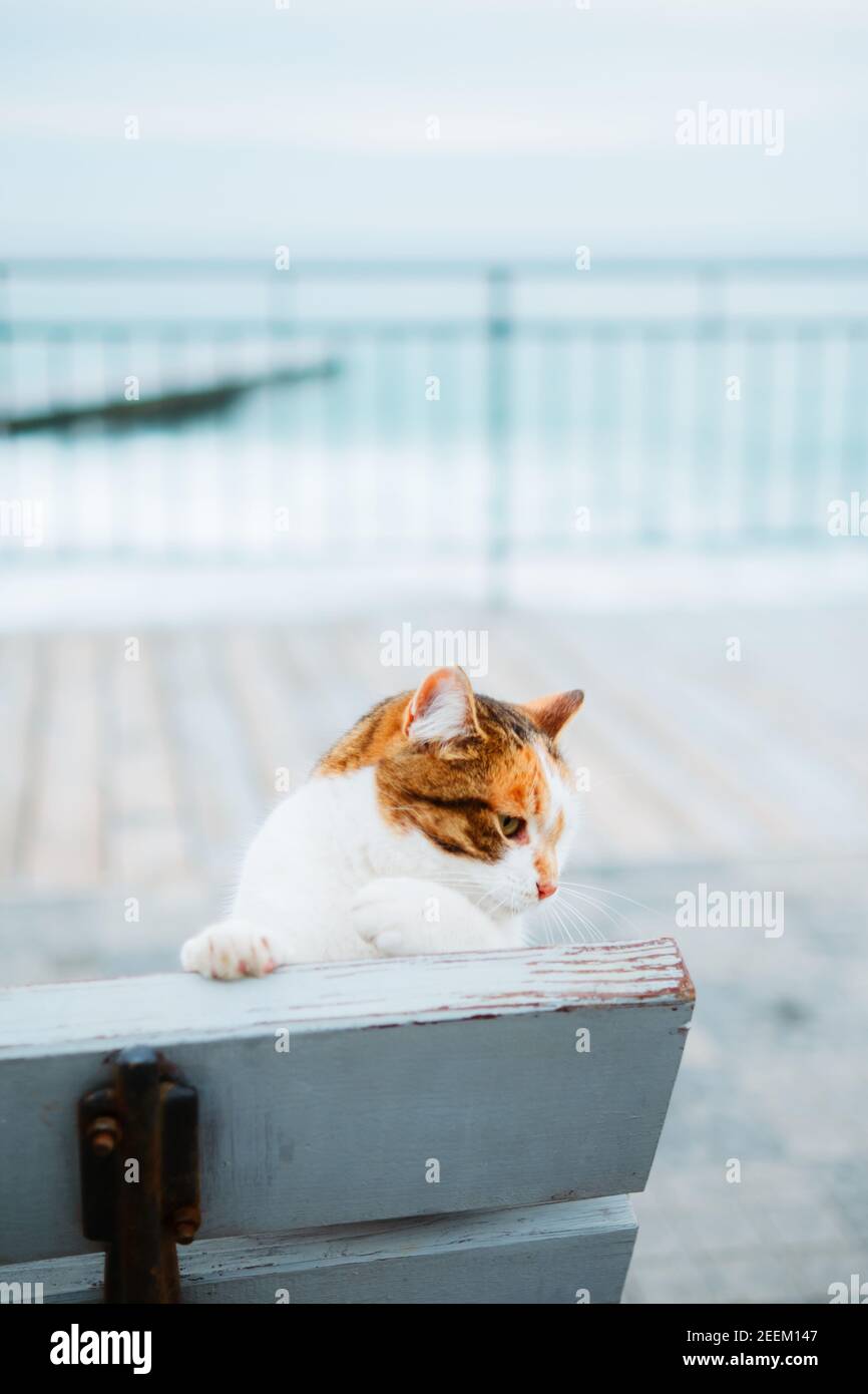 The red-haired white cat is holding its paw on the back of the bench against the background of the parapet and the sea. Cat on the seaside. Vibrant Stock Photo