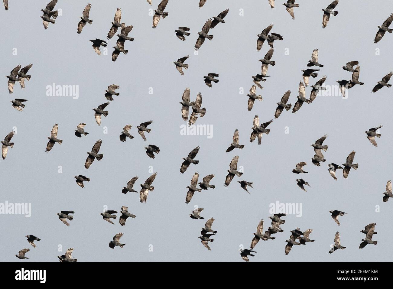 Killearn, Stirling, Scotland, UK. 16th Feb, 2021. UK weather - part of a large flock or chattering of Jackdaws noisily tumbling and wind surfing, seemingly enjoying playing in the wind on a day of sunshine and showers Credit: Kay Roxby/Alamy Live News Stock Photo