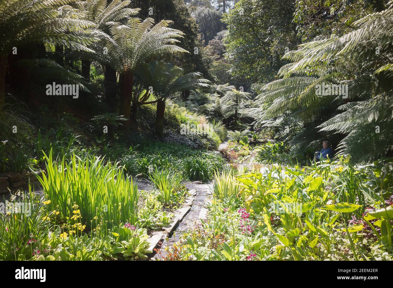 An idyllic scene in the Water Garden at Trebah in Cornwall England UK featuring tree ferns and othe sub-tropical plants Stock Photo