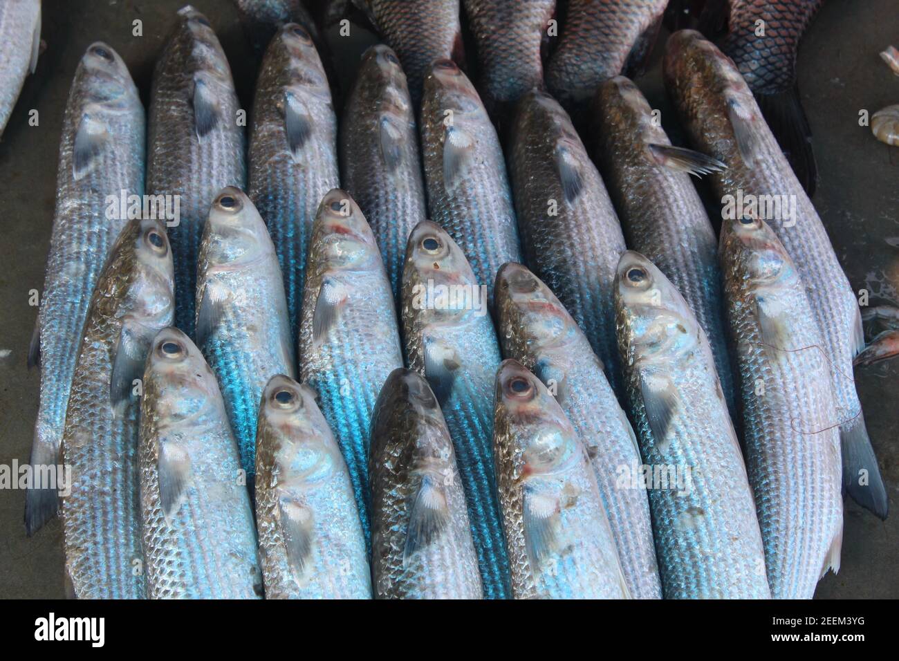Mullet Fish Culture