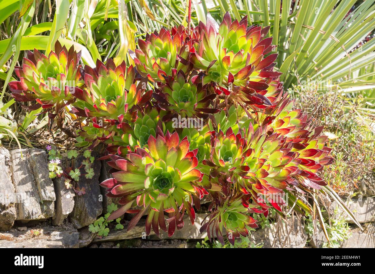 An impressive Aeonium growing on top of a stone wall in a Cornish garden in May Stock Photo