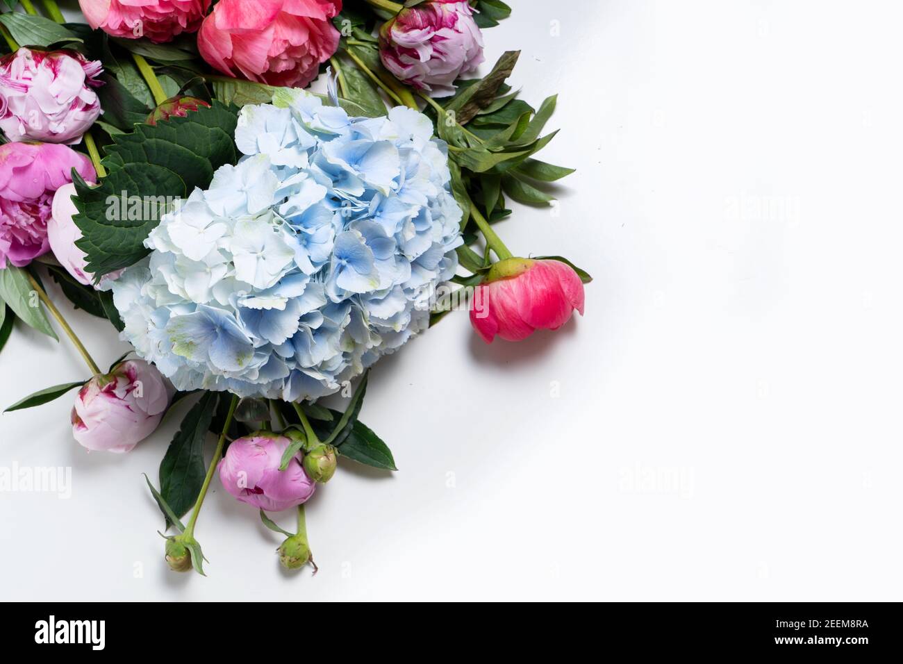 Fresh peony flowers Stock Photo Alamy