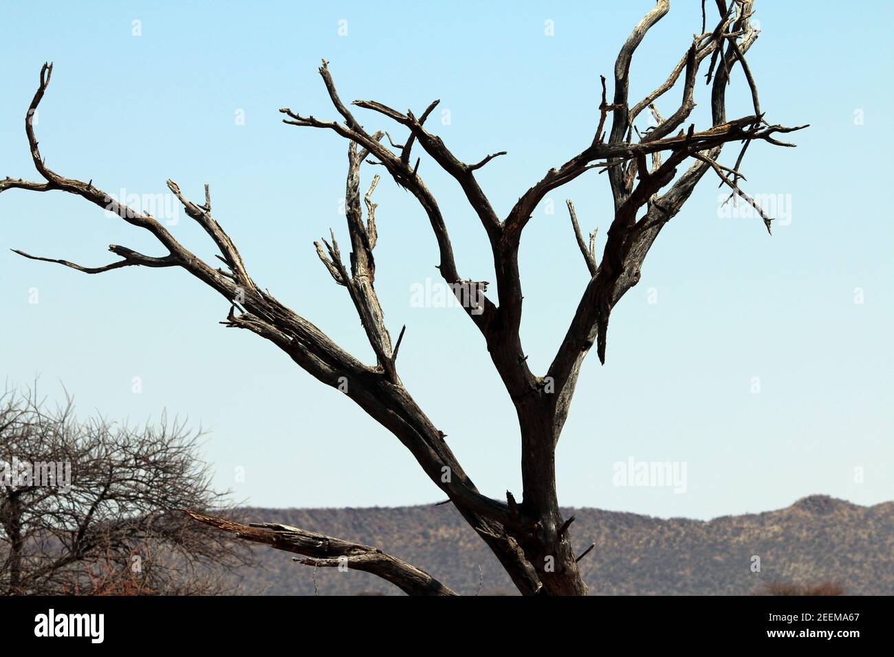 Trees dying of long drought in Namibia Stock Photo Alamy