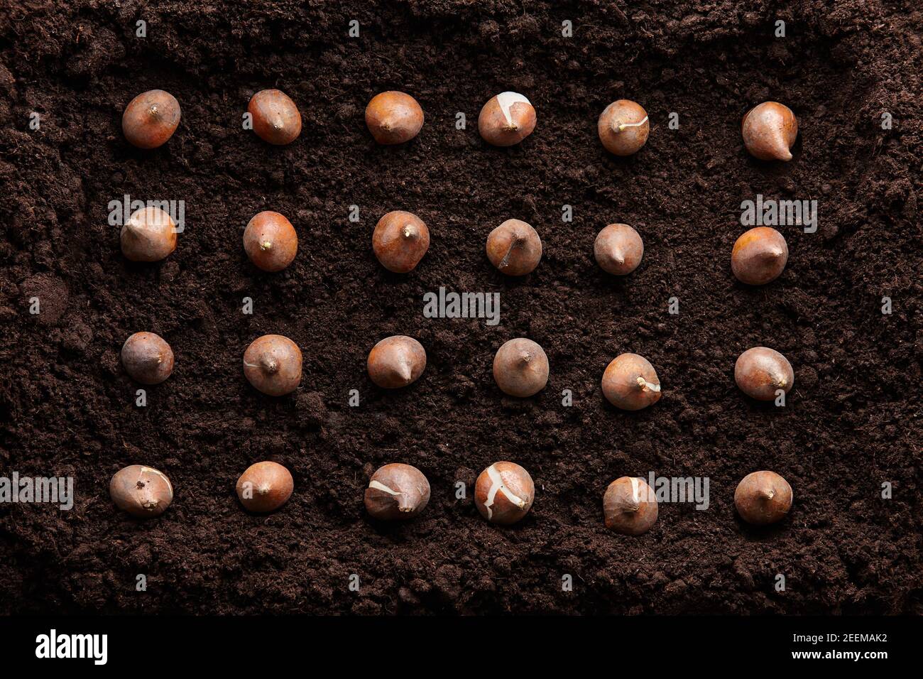 Neat rows of tulip bulbs in soil, top view Stock Photo Alamy