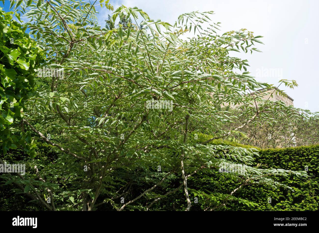 Mature Aralia elata Variegata in a mixed planting of trees and shrubs in an English garden Stock Photo