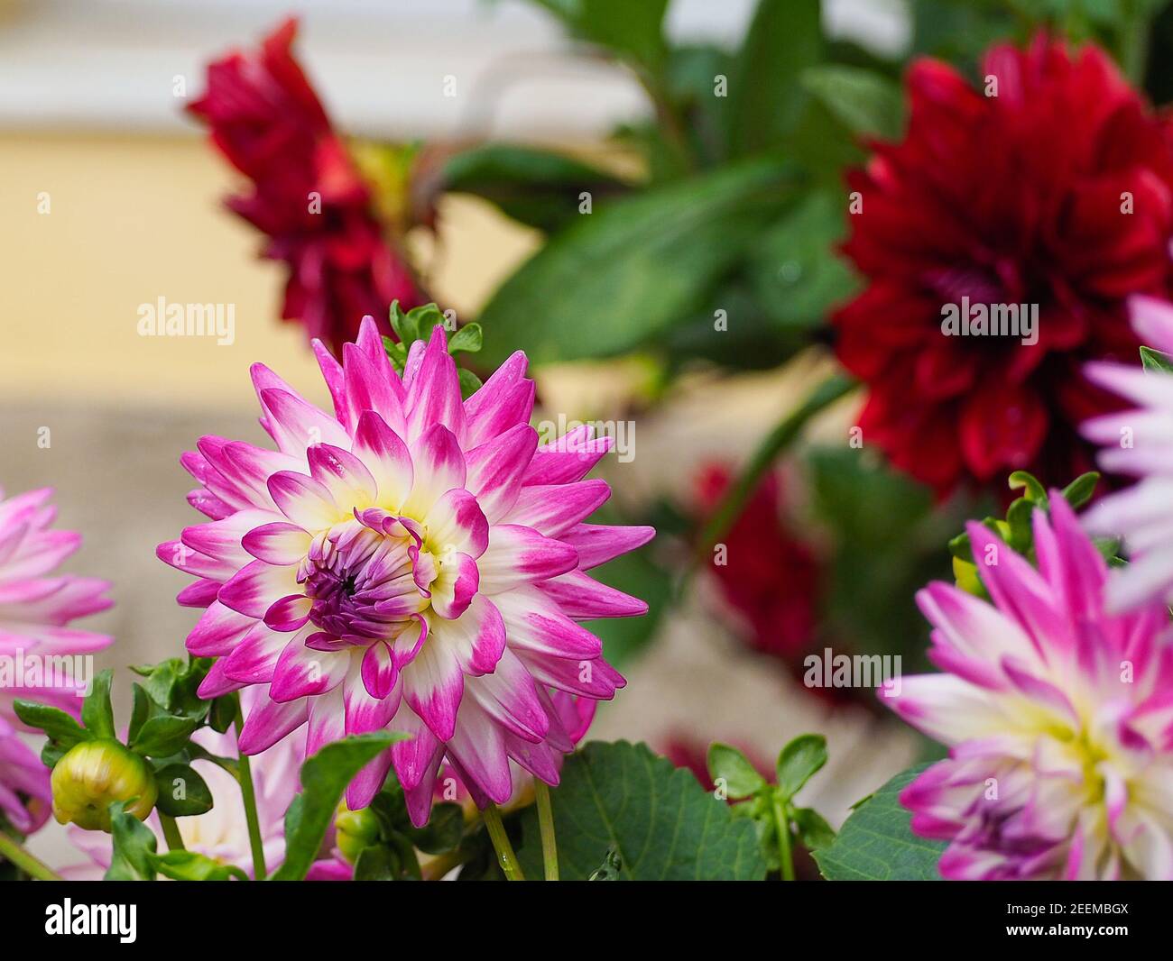 Close-up of a dahlia x cultorum Thorsrud & Reisaeter, a member of the Asteraceae family Stock Photo
