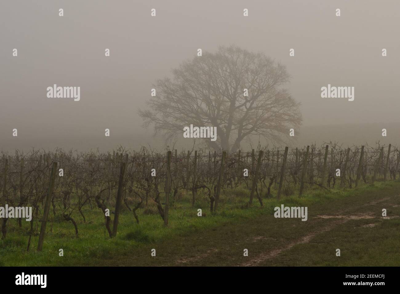 Vineyard near Dorking, Surrey, England. Misty in wintertime. Stock Photo