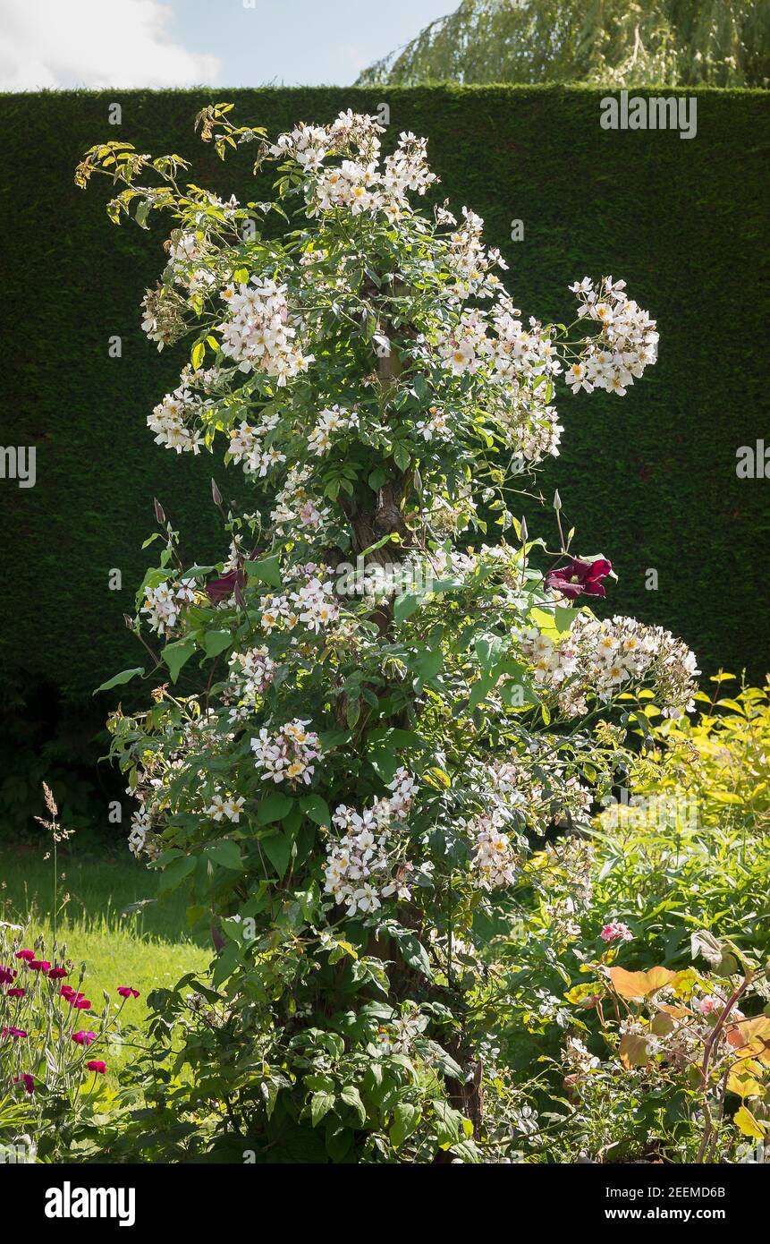 A former rambling rambler converted into an ornamental pillar rose. Rosa Wedding Day in June in an English country garden Stock Photo