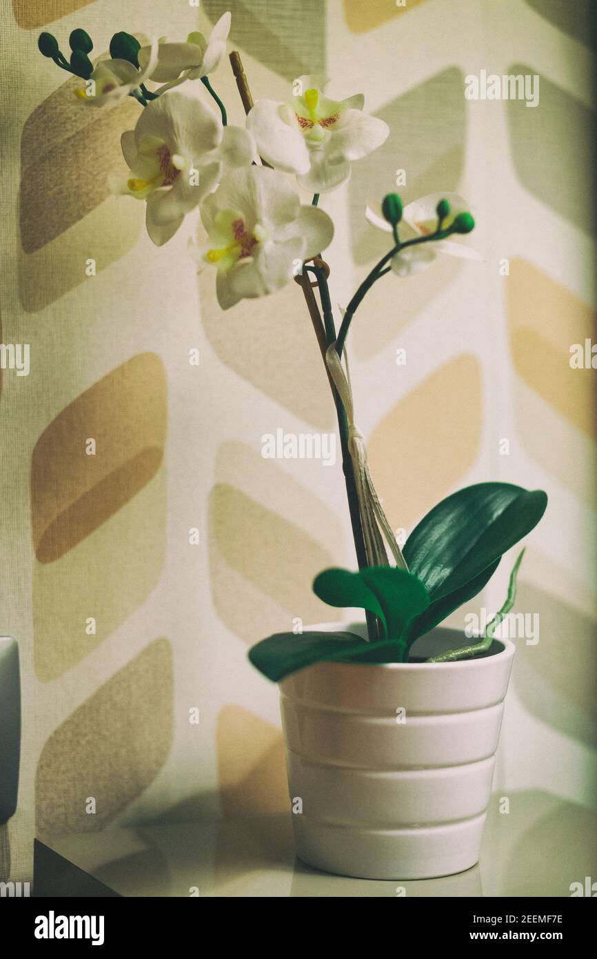 Potted orchid on a piece of furniture placed next to a vintage wallpaper. Stock Photo